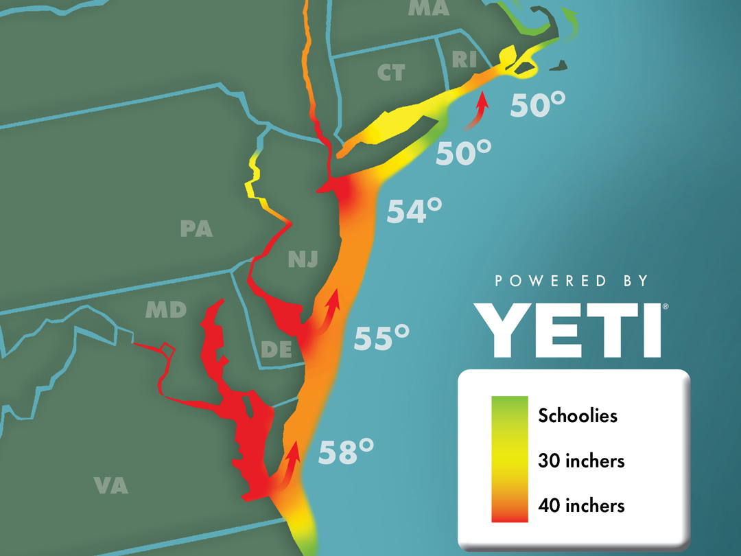 Fall Striper Migration: Where to Find Trophy Bass on NJ Beaches